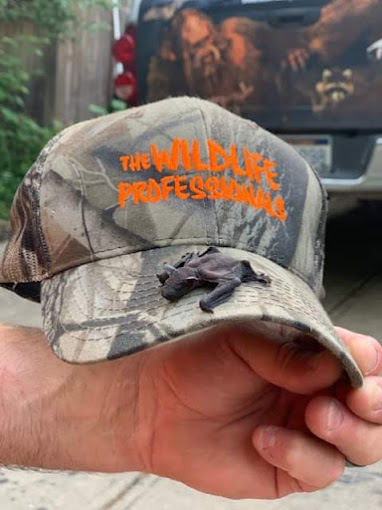 bats, bat removal
