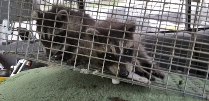 raccoons
